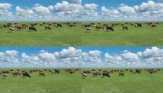 呼伦贝尔草原牛群916-高清在线视频素材下载