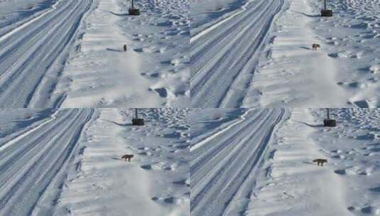 道路旁雪地上一只野生狐狸排泄大便高清在线视频素材下载