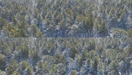 下雪时的绿色樟子松松林航拍高清在线视频素材下载