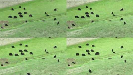 西藏牦牛高清在线视频素材下载