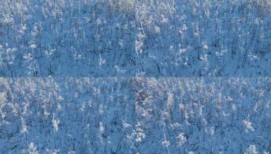 航拍林海雪原银装素裹的松林高清在线视频素材下载