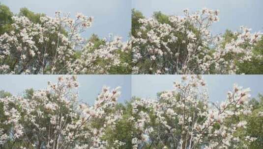 玉兰花花朵春天春暖花开空镜高清在线视频素材下载