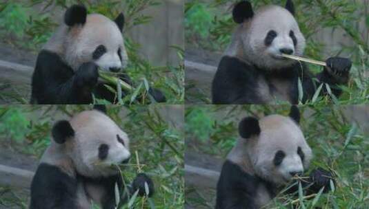 大熊猫熊猫幼崽国宝高清在线视频素材下载