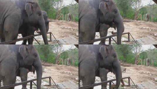 泰国考丘开放动物园围栏里的大象高清在线视频素材下载
