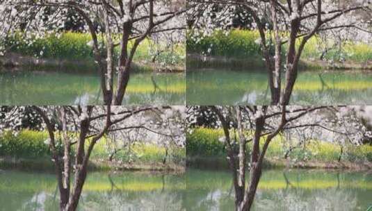 春天的杭州阿里巴巴西溪园区鲜花盛开高清在线视频素材下载