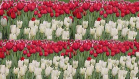 春天郁金香盛开美丽的风景高清在线视频素材下载