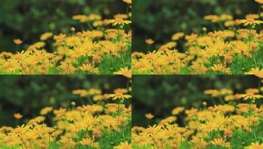 黄金菊，黄色鲜花，满画幅高清在线视频素材下载