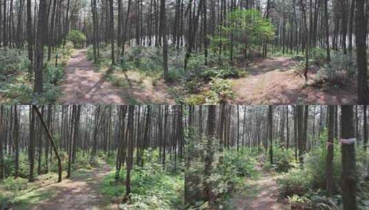 自然森林推进镜头高清在线视频素材下载
