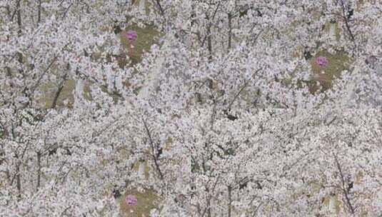 俯拍美丽的樱花高清在线视频素材下载