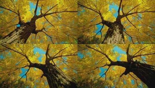 秋天大树金色树叶特写高清在线视频素材下载