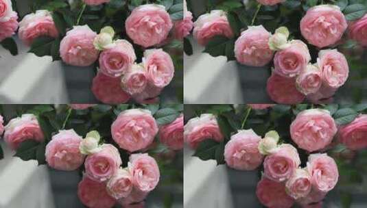 唯美粉龙 粉色蔷薇花高清在线视频素材下载