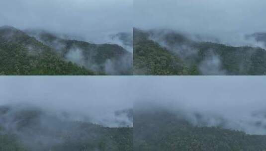 森林云雾森林云海树林航拍森林雨天森林氧吧高清在线视频素材下载