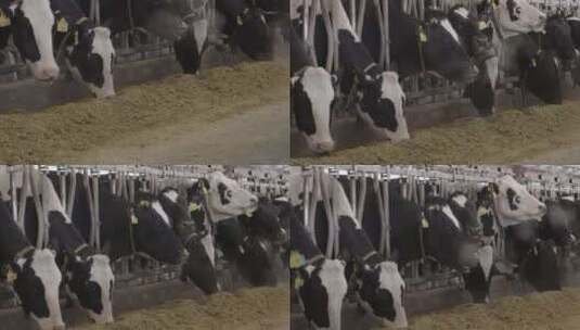 牧场奶牛吃干草吃饲料高清在线视频素材下载