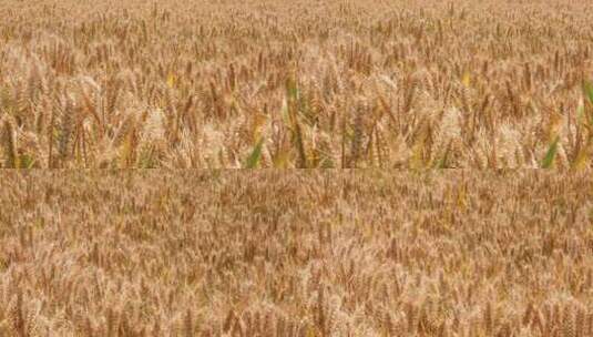小麦成熟高清在线视频素材下载
