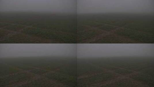 秋天神秘薄雾中的麦田高清在线视频素材下载