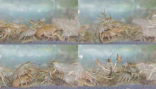 水族馆里的活小龙虾高清在线视频素材下载