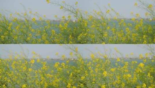 湖边的油菜花随风摇曳4k空境素材高清在线视频素材下载