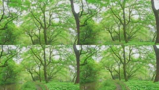 西湖浴鹄湾春天绿野仙踪树林森林自然风景高清在线视频素材下载