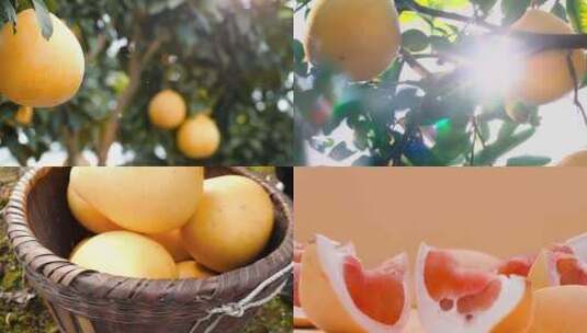 采摘柚子柚子林熟柚子柚子柚子肉高清在线视频素材下载