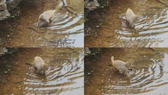 野生动物园猴子狒狒高清在线视频素材下载