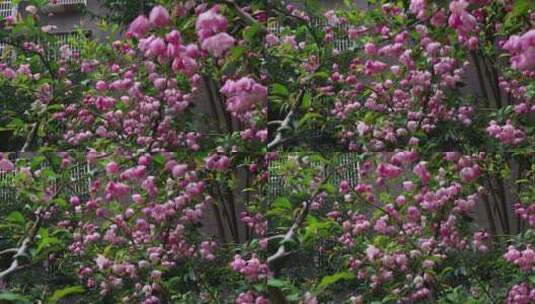 樱花花朵美景景色自然风景自然风光高清在线视频素材下载