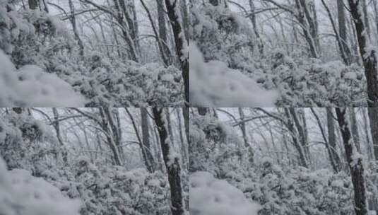 冬季仙境新鲜的雪落在森林的树上高清在线视频素材下载