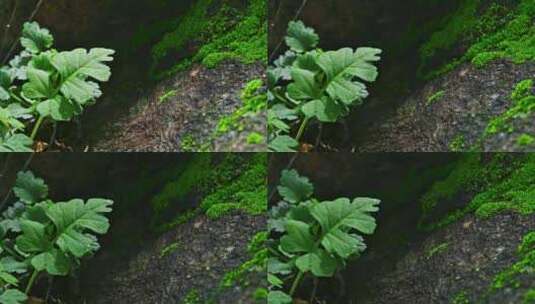 夏季雨后山林石头上绿色苔藓光影高清在线视频素材下载