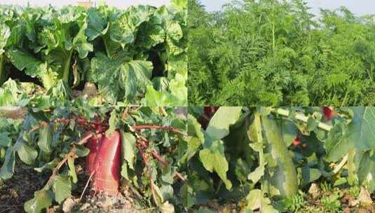 菜园 菜地 田园 天地 蔬菜种植高清在线视频素材下载