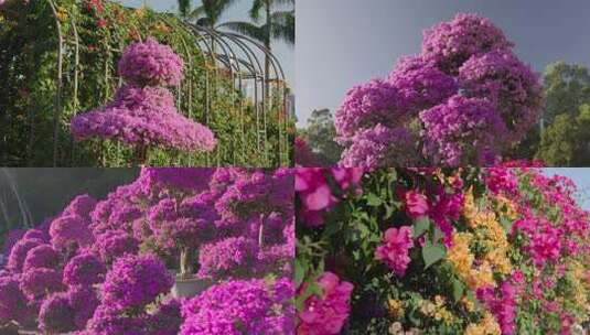 黄色粉色紫色勒杜鹃花三角梅造型花墙合集高清在线视频素材下载