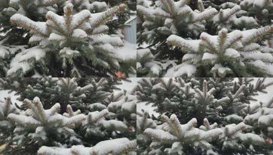 特写圣诞树背景圣诞树枝和雪新年冷杉树圣诞高清在线视频素材下载