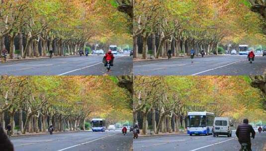 城市梧桐树 秋天梧桐大道  早晨上班高峰高清在线视频素材下载