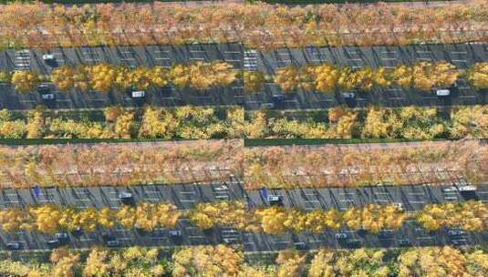 城市街道  梧桐大道  金色梧桐树高清在线视频素材下载