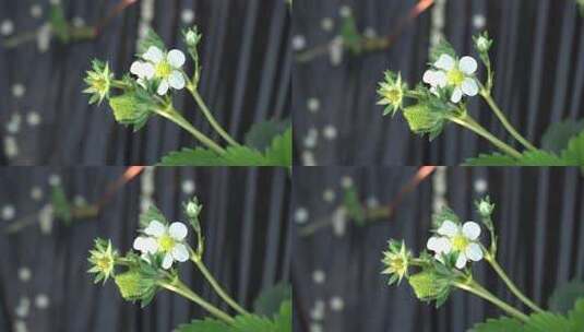 草莓 温室大棚 草莓苗 草莓秧高清在线视频素材下载