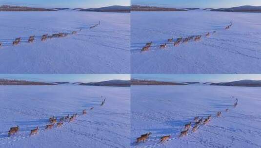 狍子排队雪地上行走高清在线视频素材下载