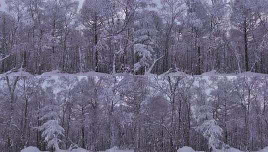 寒冬大兴安岭森林雪松树挂高清在线视频素材下载