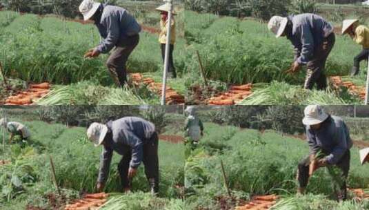 在胡萝卜地工作的人高清在线视频素材下载