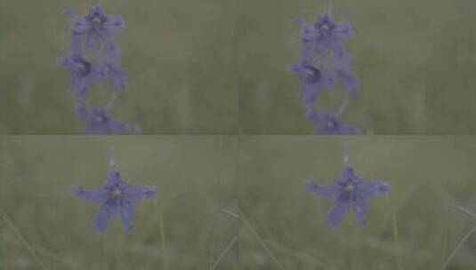 【log】【空镜】【升格】高原上的蓝翠雀花高清在线视频素材下载