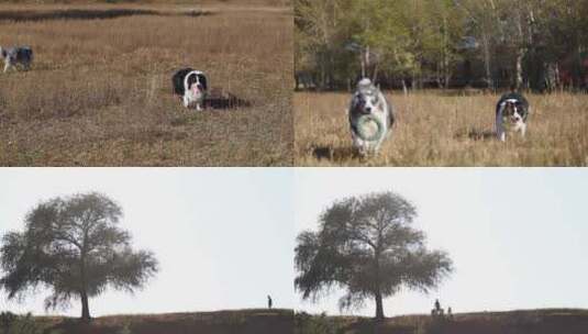 秋天宠物主人带边牧羊犬小狗在草地玩耍奔跑高清在线视频素材下载