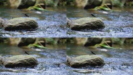 蜻蜓栖息在溪流水青石上特写高清在线视频素材下载