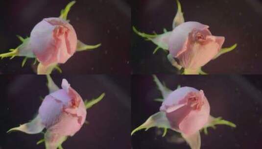 花苞玫瑰花蕾520鲜花 (20)高清在线视频素材下载