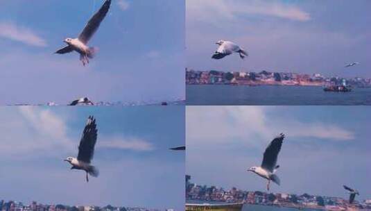 一群在海面上飞翔海鸥高清在线视频素材下载