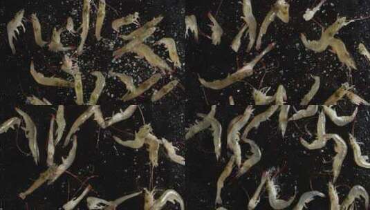 2K高速摄影俯视新鲜的虾带水抛起高清在线视频素材下载