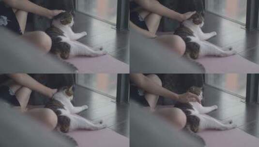 女孩在家里撸猫，抚摸猫咪视频素材高清在线视频素材下载