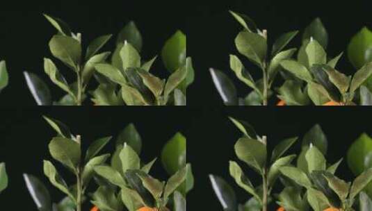 盆栽观赏橘子金桔 (2)高清在线视频素材下载