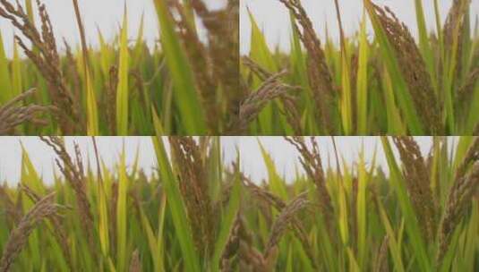 小麦水稻种植慢动作4K高清在线视频素材下载
