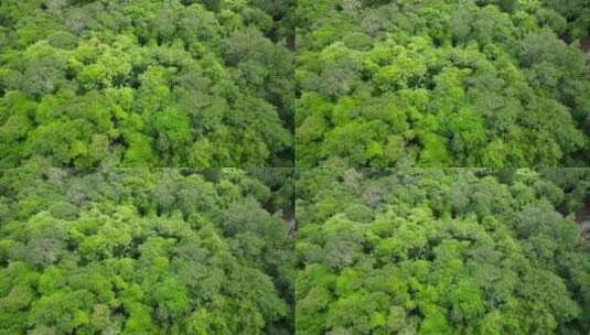 热带雨林树丛高清在线视频素材下载