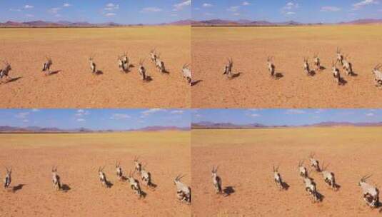 在大草原上奔驰的羚羊群航拍镜头高清在线视频素材下载