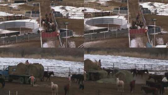 牧场驯养的马匹高清在线视频素材下载