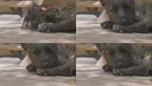 小黑狗在睡醒后抬头的特写镜头高清在线视频素材下载