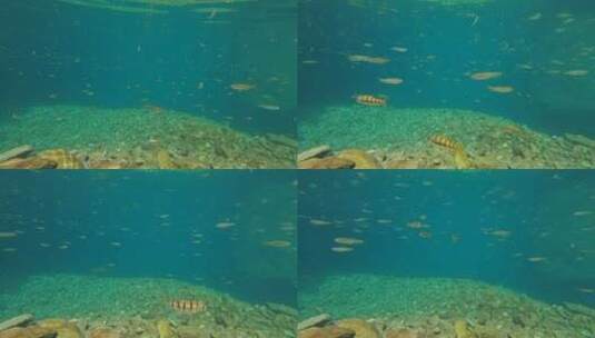 水下拍摄溪流石斑鱼高清在线视频素材下载